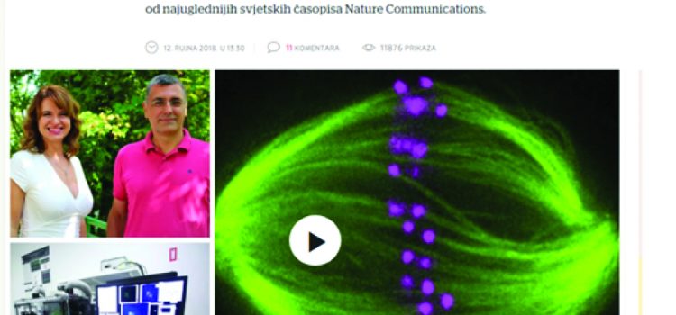 Discovery of croatian scientist:The mitotic spindle is chiral due to torques within microtubule bundles Discovery of croatian scientist:The mitotic spindle is chiral due to torques within microtubule bundles