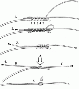 cvor2