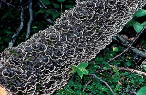 gljiva enoki
