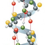 protein-molekularni-prikaz